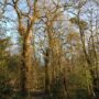 doublet_at_20_meters_but_you_can_not_find_it_20090910_2067507718